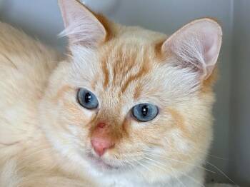 Einstein -  Domestic Long Hair Cat for Adoption in Sherwood, Oregon - Einstein | PetCurious