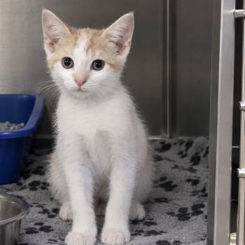 Theo -  Domestic Short Hair Cat for Adoption in NEW PT RICHEY, Florida - Theo | PetCurious