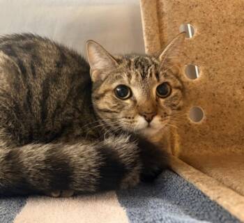 Domestic Short Hair Cats Available for Adoption - SATINE | PetCurious