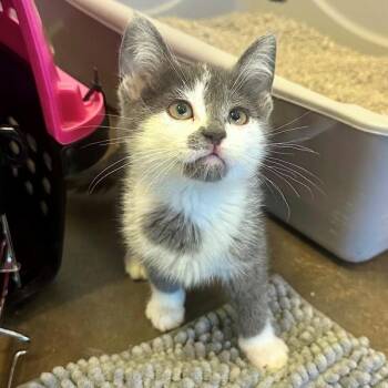 Lyria -  Domestic Short Hair Cat for Adoption in Walnut Creek, California - Lyria | PetCurious