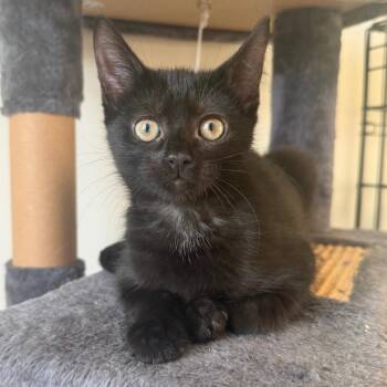 Rosemary -  Domestic Short Hair Cat for Adoption in Durham, North Carolina - Rosemary | PetCurious