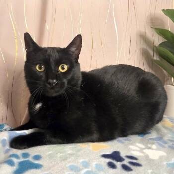 Raven -  Domestic Short Hair Cat for Adoption in Long Beach, Mississippi - Raven | PetCurious