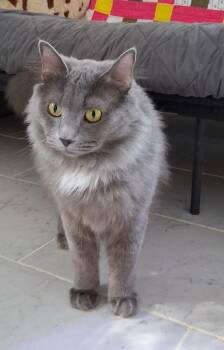 Domestic Medium Hair Cats Available for Adoption in Milton, Georgia - Smoke | PetCurious