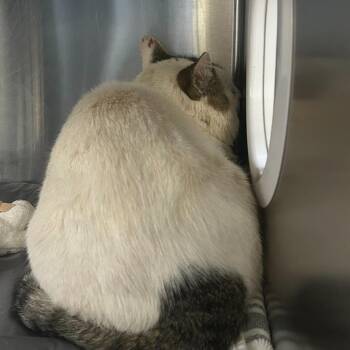 Oogie Boogie -  Domestic Short Hair Cat for Adoption in Asheville, North Carolina - Oogie Boogie | PetCurious