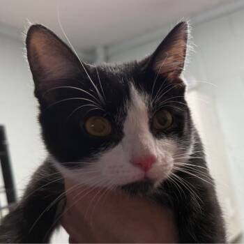 Rescue Domestic Short Hair Cats for Adoption in Columbus, North Carolina - Bernice | PetCurious