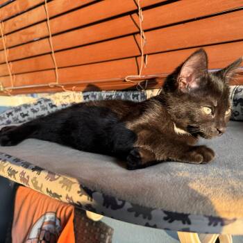 Edith Shah -  Domestic Short Hair Cat for Adoption in Morrison, Colorado - Edith Shah | PetCurious