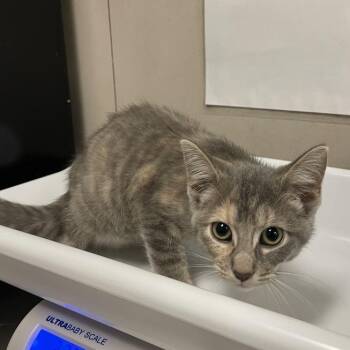 Hex -  Domestic Short Hair Cat for Adoption in Chicago, Illinois - Hex | PetCurious