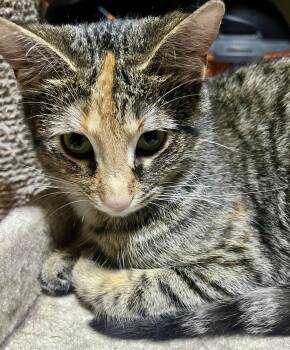 Stella -  Torbie Cat for Adoption in Hamilton, Ontario - Stella | PetCurious