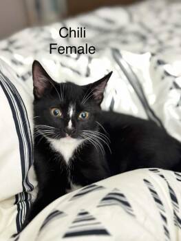 Chili -  Domestic Short Hair Cat for Adoption in Rochester, New Hampshire - Chili | PetCurious