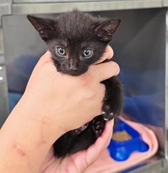 STORM -  Domestic Short Hair Cat for Adoption in Killeen, Texas - STORM | PetCurious