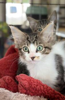 Tippy -  Tabby and Egyptian Mau Cat for Adoption in Horseshoe Bend, Arkansas - Tippy | PetCurious