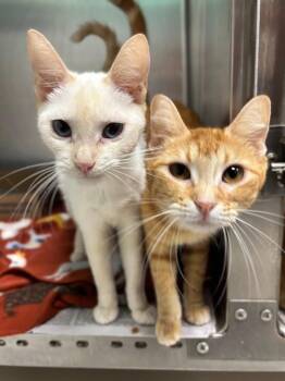 Calliope -  Domestic Short Hair Cat for Adoption in Belton, Texas - Calliope | PetCurious