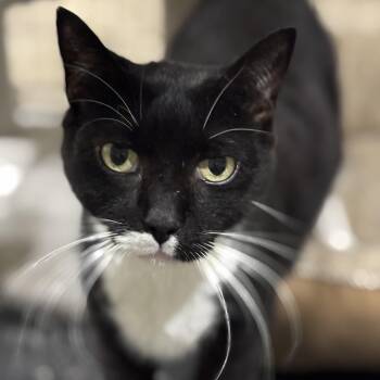 Rescue Domestic Short Hair Cats for Adoption in Atglen, Pennsylvania - Haynes | PetCurious