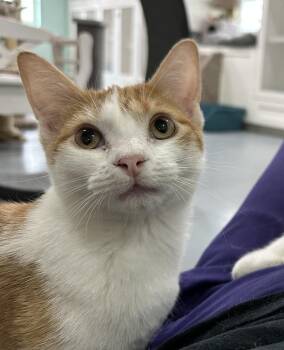 Sunkist -  Domestic Short Hair Cat for Adoption in San Leon, Texas - Sunkist | PetCurious