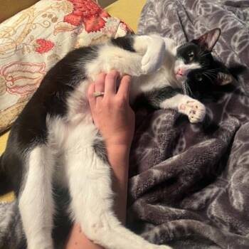 Pimenta -  Domestic Short Hair Cat for Adoption in Victoria, British Columbia - Pimenta | PetCurious