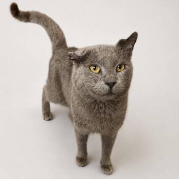 Smoke -  Domestic Short Hair Cat for Adoption in Anderson, Texas - Smoke | PetCurious