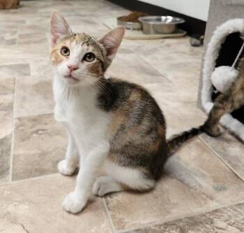 Rescue Calico Cats for Adoption in Parlier, California - Cat 26880 (Casey) | PetCurious