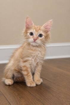 Alchemy -Preadoption ONLY -  Domestic Medium Hair Cat for Adoption in Chilliwack, British Columbia - Alchemy -Preadoption ONLY | PetCurious