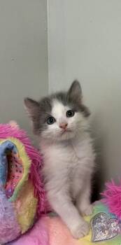 Mikey -  Domestic Long Hair and Domestic Short Hair Cat for Adoption in Picayune, Mississippi - Mikey | PetCurious