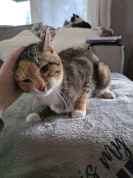 Domestic Short Hair Cats Available for Adoption in Berwick, Pennsylvania - Fluffernutter | PetCurious