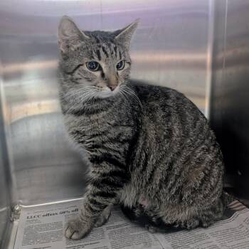 Domestic Short Hair Cats Available for Adoption in Springfield, Illinois - Janice | PetCurious