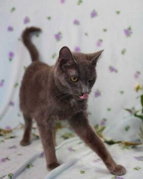 Domestic Short Hair Cats Available for Adoption in Wheaton, Illinois - Stormie | PetCurious
