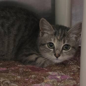 Tofu -  Domestic Short Hair Cat for Adoption in Kennebunk, Maine - Tofu | PetCurious