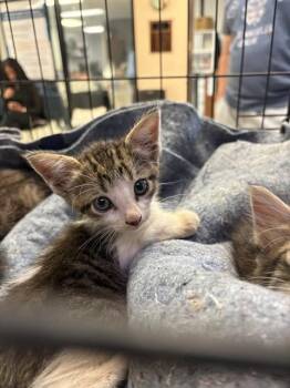 BART MEOWSON -  Domestic Short Hair Cat for Adoption in Sugar Land, Texas - BART MEOWSON | PetCurious