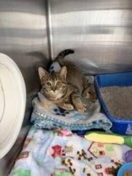Olive -  Domestic Short Hair Cat for Adoption in Manitowoc, Wisconsin - Olive | PetCurious
