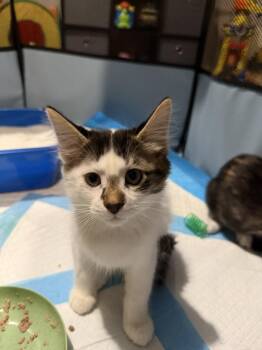 Triceratops -  Domestic Short Hair Cat for Adoption - Triceratops | PetCurious