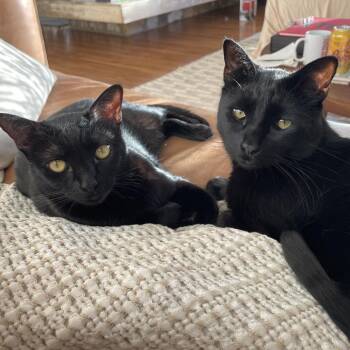 Smitty -  Domestic Short Hair Cat for Adoption in Los Angeles, California - Smitty | PetCurious