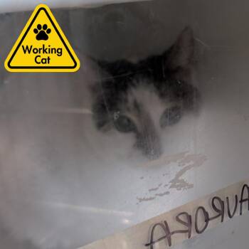 Domestic Short Hair Cats Available for Adoption - Aurora - Working Cat | PetCurious