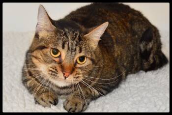 Anne A061245 -  Domestic Short Hair Cat for Adoption in San Andreas, California - Anne A061245 | PetCurious