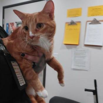 Ms paz -  Domestic Short Hair Cat for Adoption in Lake Havasu City, Arizona - Ms Paz | PetCurious