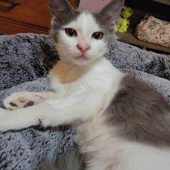 Rescue Domestic Medium Hair Cats for Adoption in Arcadia, California - Morty | PetCurious