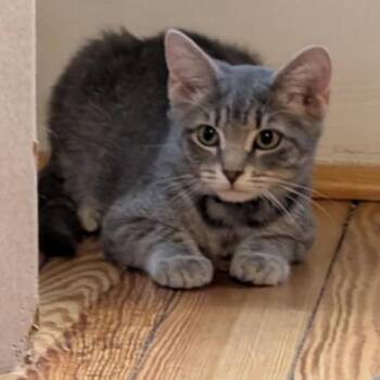 Juliet -  American Shorthair Cat for Adoption in Pittsburgh, Pennsylvania - Juliet | PetCurious