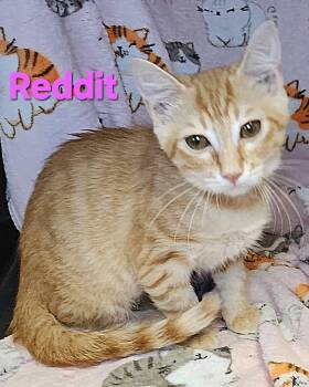 Rescue Domestic Short Hair Cats for Adoption in Macon, Georgia - Reddit | PetCurious