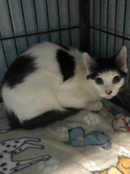 Domestic Short Hair Cats Available for Adoption - Bessie | PetCurious