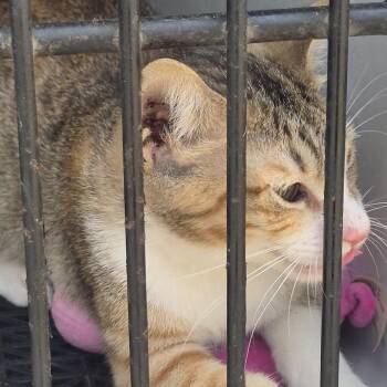Brigit -  Domestic Medium Hair Cat for Adoption in Durant, Oklahoma - Brigit | PetCurious