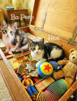 Bo Peep *kitten* -  Calico Cat for Adoption in Culpeper, Virginia - Bo Peep *kitten* | PetCurious