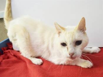 LOKI -  Siamese and Domestic Short Hair Cat for Adoption in Sacramento, California - LOKI | PetCurious