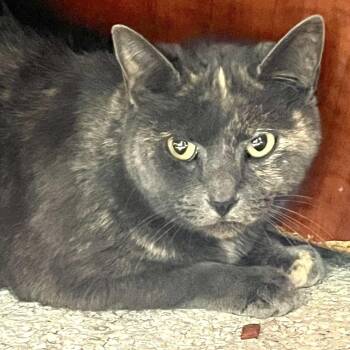 Domestic Short Hair Cats Available for Adoption - Gwyn | PetCurious