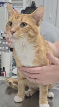Boots -  Domestic Short Hair Cat Available for Adoption in Hillsdale, Indiana - Boots | PetCurious