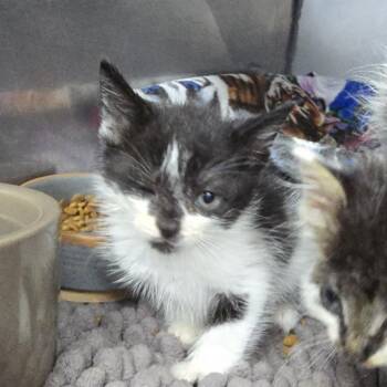 Crouton -  Domestic Short Hair Cat for Adoption in Chapel Hill, North Carolina - Crouton | PetCurious