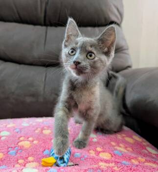 Chiffon MD -  Dilute Tortoiseshell Cat for Adoption - Chiffon MD | PetCurious
