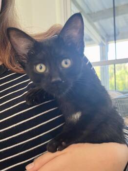 Rescue Domestic Short Hair Cats for Adoption in Chapel Hill, North Carolina - Callie | PetCurious