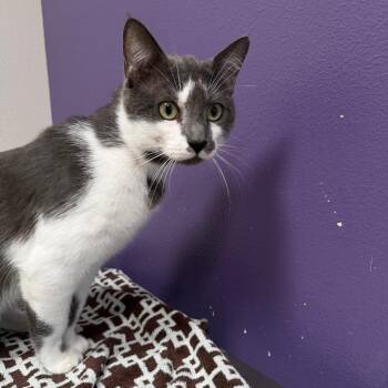 Domestic Short Hair Cats Available for Adoption in Englewood, Florida - River | PetCurious