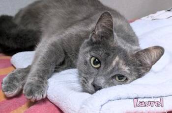 Domestic Short Hair Cats Available for Adoption in Mason, Michigan - Laurel | PetCurious