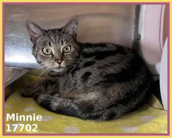 Domestic Short Hair and Tabby Cats Available for Adoption - MINNIE | PetCurious