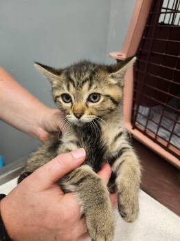 Betsy -  Domestic Short Hair Cat for Adoption in Bloomington, Indiana - Betsy | PetCurious